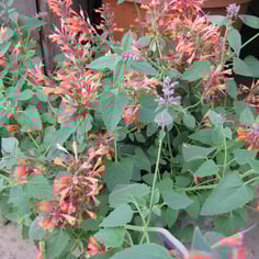'Acapulco Orange' Giant Hyssop 4