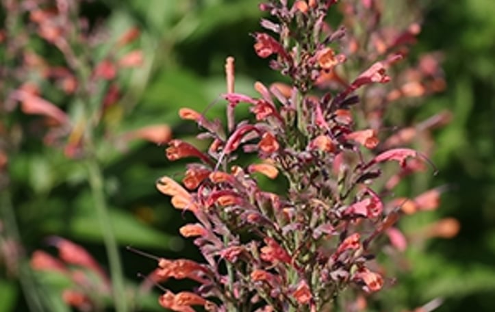 'Acapulco Orange' Giant Hyssop