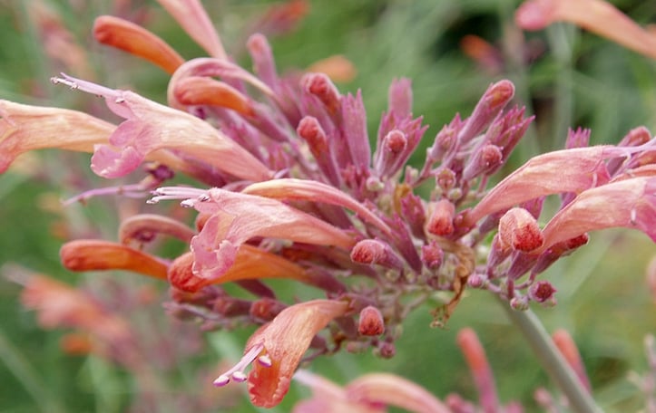 Giant Hyssop