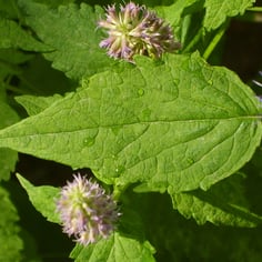 Giant Hyssop 2