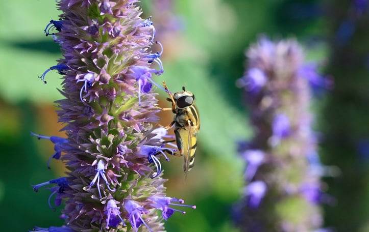 Giant Hyssop
