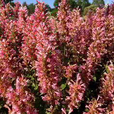 Giant Hyssop 4