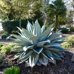 Agave 3