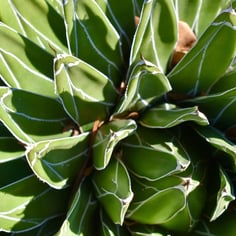 Agave 2