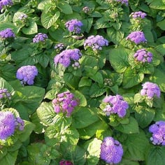 Ageratum 2