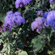Ageratum 3