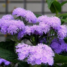 Ageratum 4