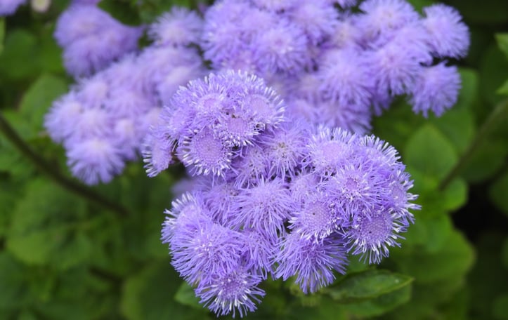 Ageratum