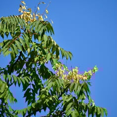 Ailanthus 2