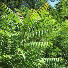 Ailanthus 4