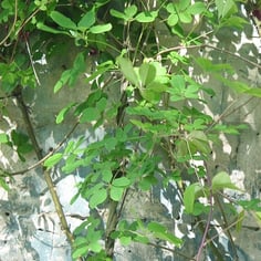 Chocolate Vine 4