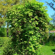Chocolate Vine 2