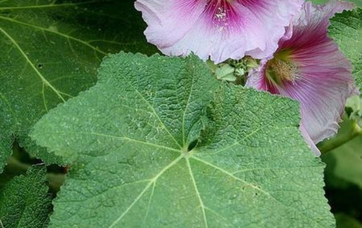 Hollyhock