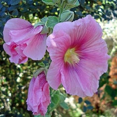 Hollyhock 2