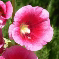 Hollyhock 3