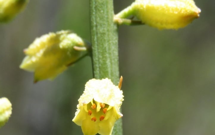 Yellow Colicroot