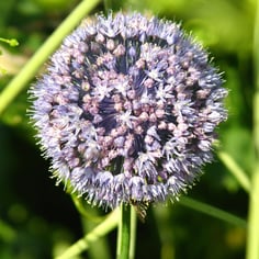 Blue Globe Onion 2