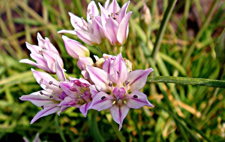 Meadow Garlic