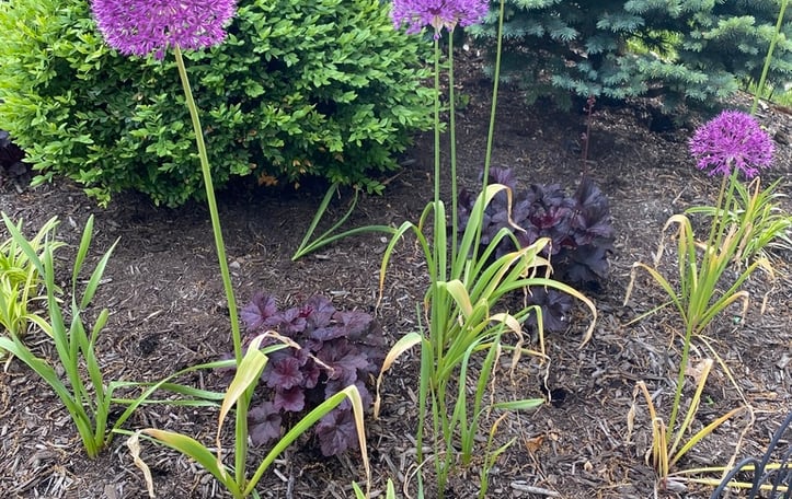 Giant Ornamental Onion
