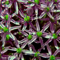 Giant Ornamental Onion 2