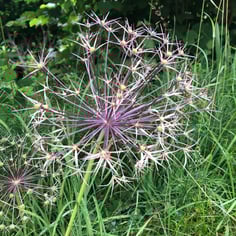 Giant Ornamental Onion 3