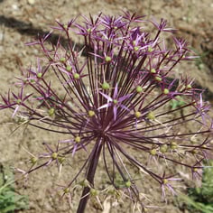 Ornamental Onion 2