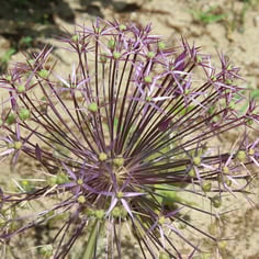 Ornamental Onion 3