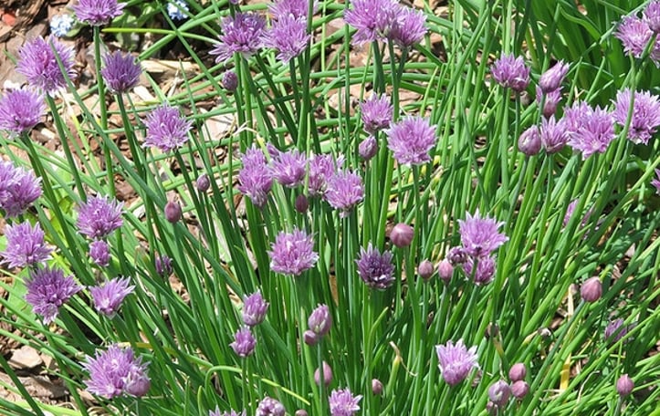 Chives