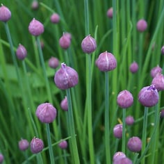 Chives 2