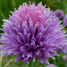 Chives 4