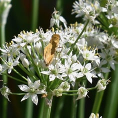 Garlic Chives 4