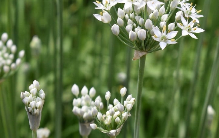 Garlic Chives