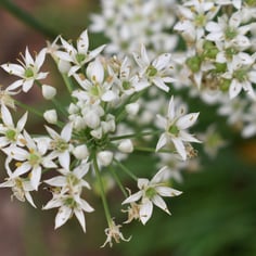 Garlic Chives 3
