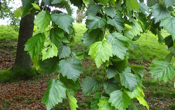 Manchurian Alder