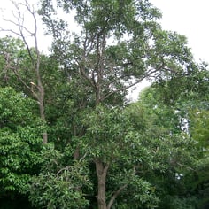 Japanese Alder 4