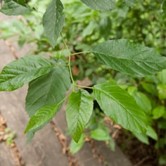 Japanese Alder 2