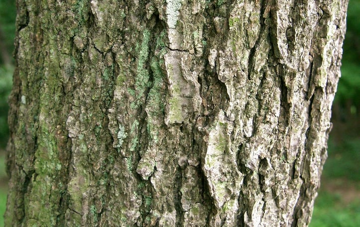 Japanese Alder