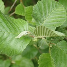 Hybrid Alder 4