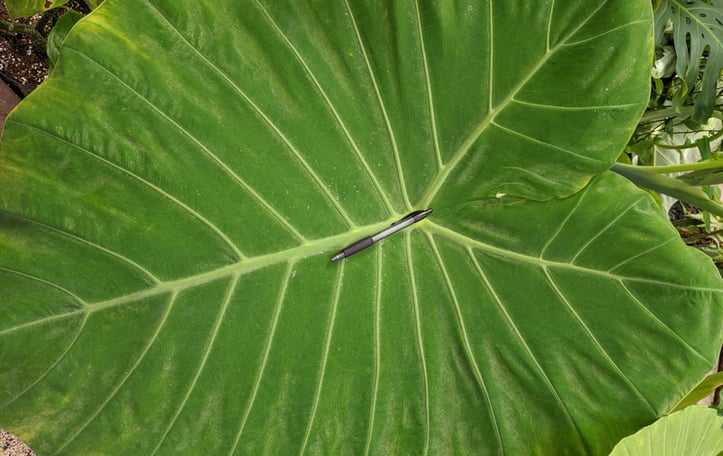 Calidora Elephant Ear