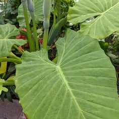 Calidora Elephant Ear 2