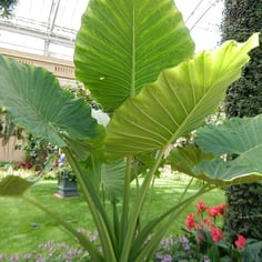 Calidora Elephant Ear 3