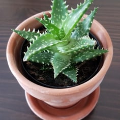 Aloe 2