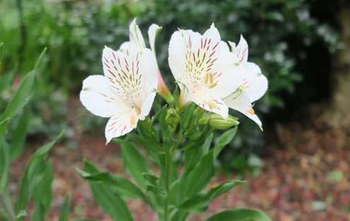 Casablanca Alstroemeria