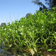 Alligatorweed 3