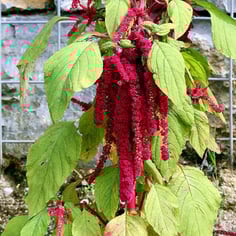 foxtail amaranth 3