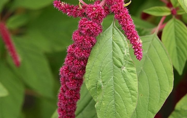 foxtail amaranth
