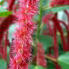 foxtail amaranth 2