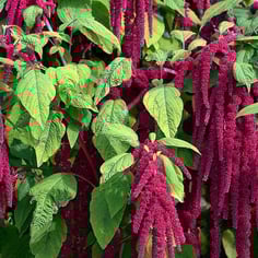 foxtail amaranth 4