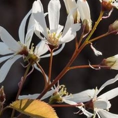 Alabama Serviceberry 2