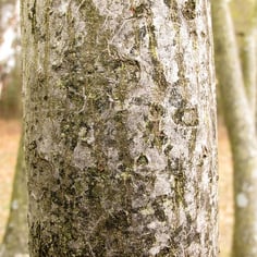 Alabama Serviceberry 3
